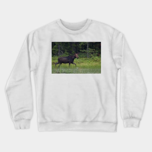 Moose on the loose, Algonquin Park, Canada Crewneck Sweatshirt by Jim Cumming